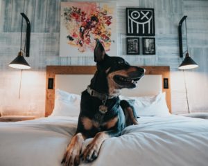 dog on bed to reduce anxiety 