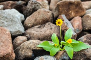 two yellow flowers surrounded by rocks representing growth through online counseling for anxiety in North Carolina